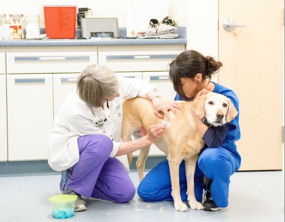 Veterinarian (Dr. Winton) and veterinary technician (Michele) examine a yellow lab in Parkside Animal Health Center's exam room.