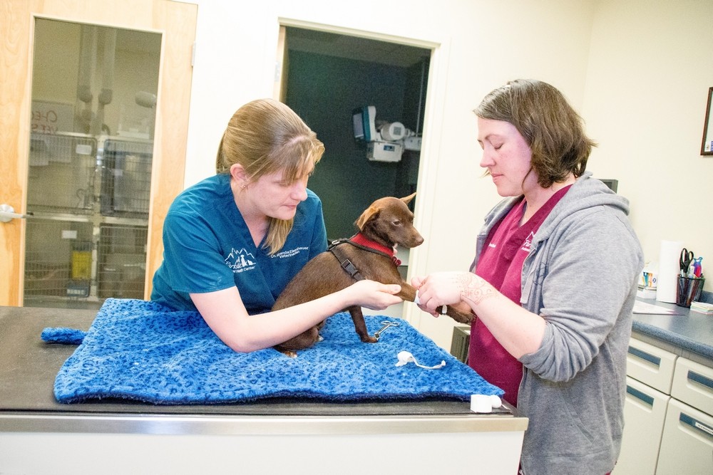 Dr. Eisenhauer DVM and veterinary technician Heather removes an IV after surgery.