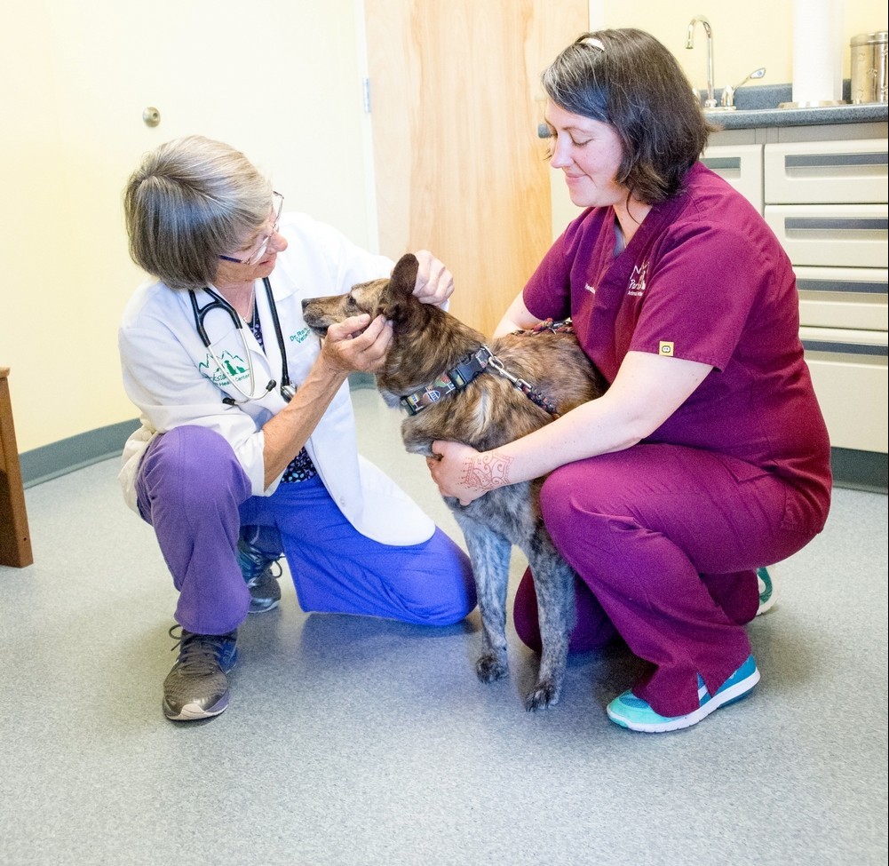 Veterinarian (Dr. Winton) and veterinary technician (Heather) examine a canine patient.