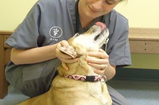 parker road veterinarian completes quick oral exam