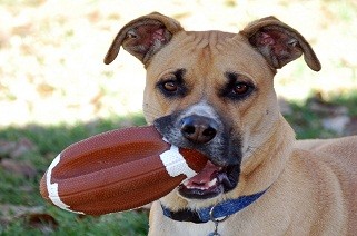 dental care is an important part of veterinary care since dogs use their teeth for everything including football!