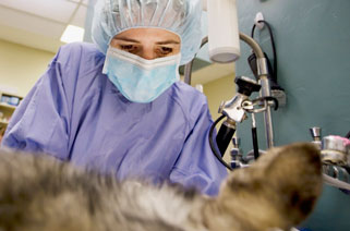 Aurora veterinarian provided surgery for small dog 