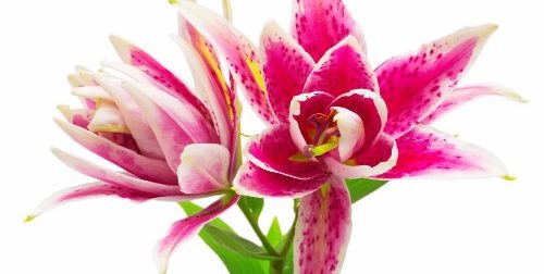 colorado lily