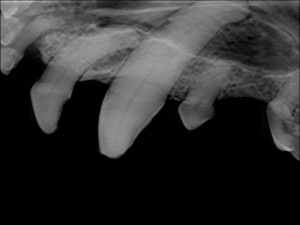 radiograph of Kizzy's 204