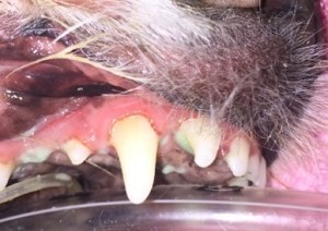 close up of a dogs canine tooth with defect