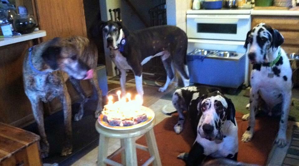 A group of great danes have a birthday with Dr. Winton.