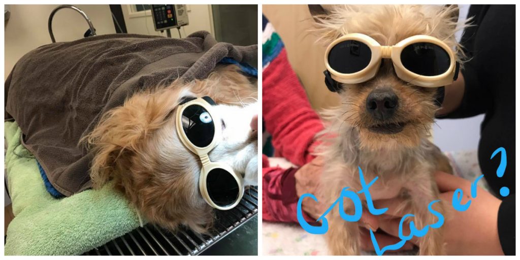 laser therapy after dental for older dog and boomer